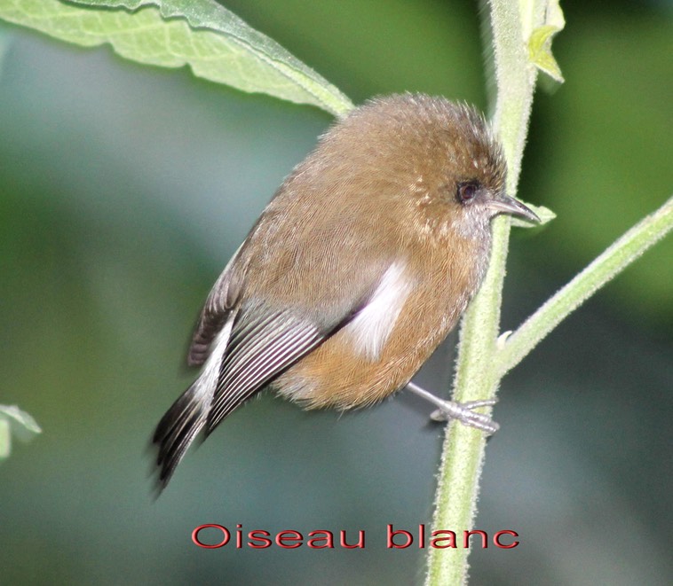 Oiseau blanc