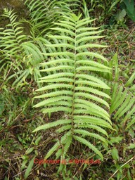 P1000222