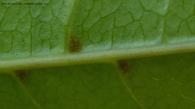 P1290924