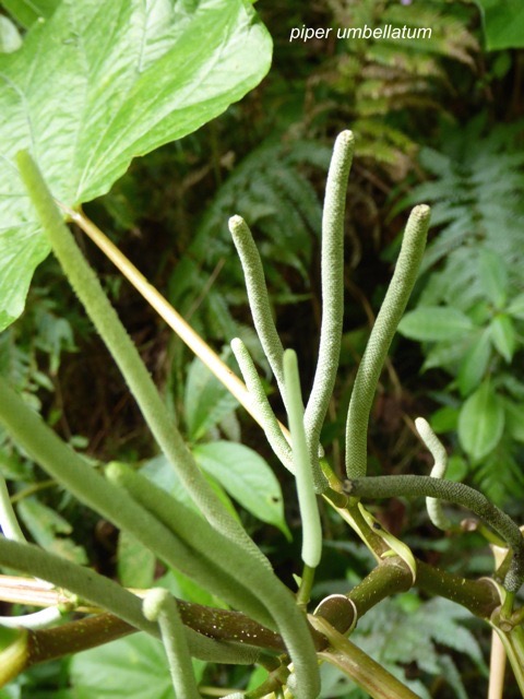 P1300117