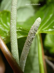 P1300119