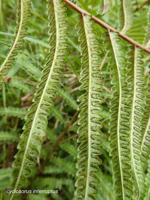 P1300257