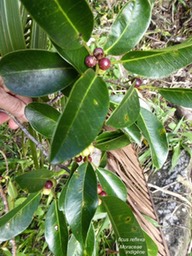 P1300267