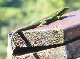 Phelsuma borbonica (1)