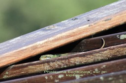 Phelsuma borbonica sur le kiosque