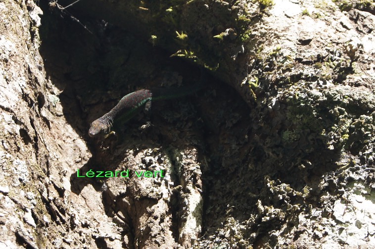 Phelsuma borbonica sur Ficus