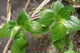 Pilea lucens- Urticacée - I