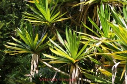 Vacoa rouge - Pandanus purpurascens - Pandanacée - B