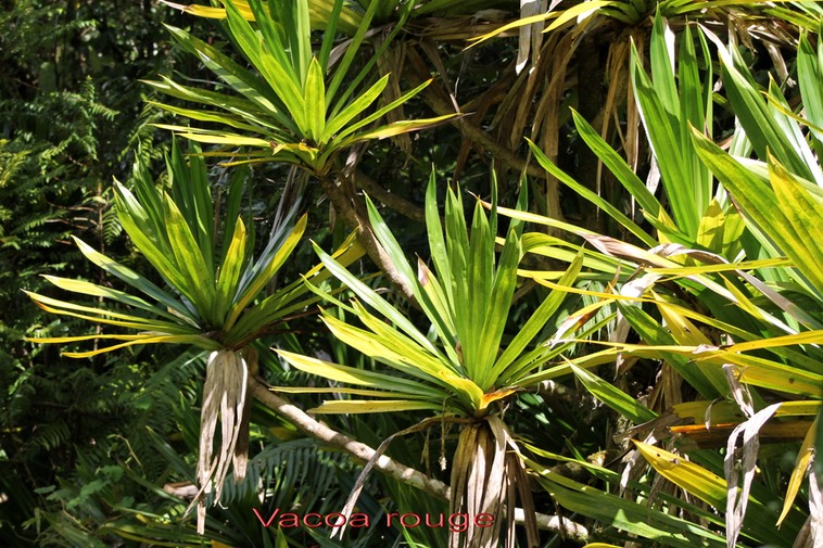 Vacoa rouge - Pandanus purpurascens - Pandanacée - B