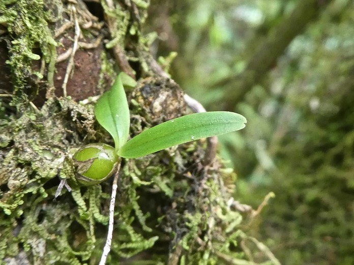 Bulbophylum sp ( minutum ?? ) orchidaceae P1750331
