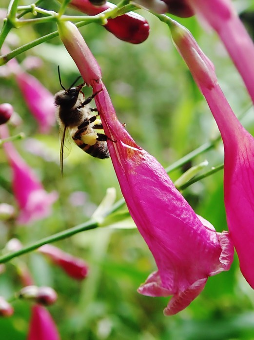 Butinage par effraction de Strobilanthes hamiltonianus