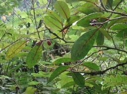 Casearia coriacea - Bois de cabri rouge - SALICACEAE - Endémique Réunion, Maurice