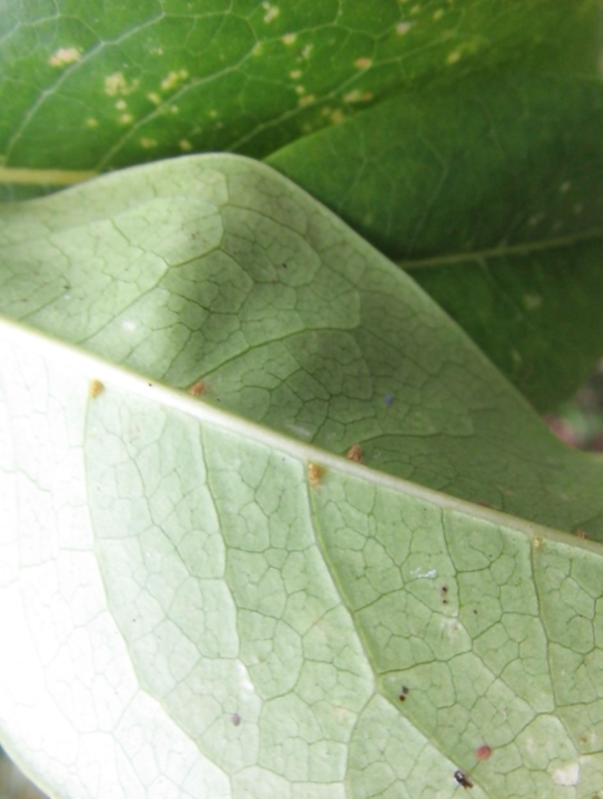 Domaties de Chionanthus broomeana-Oleaceae