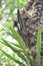 Elaphoglossum macropodium - DRYOPTERIDACEAE - Indigène Réunion - 
