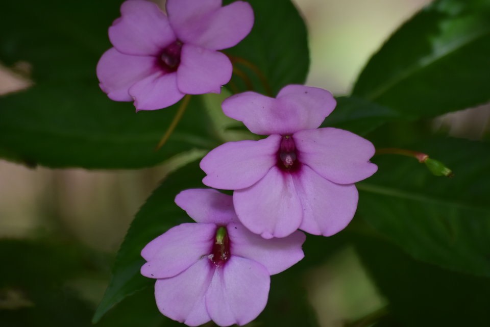 Impatiens laccida - Imapatience - BALSAMINACEAE - EE