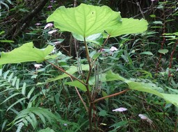 Piper umbellatum - PIPERACEAE - EE