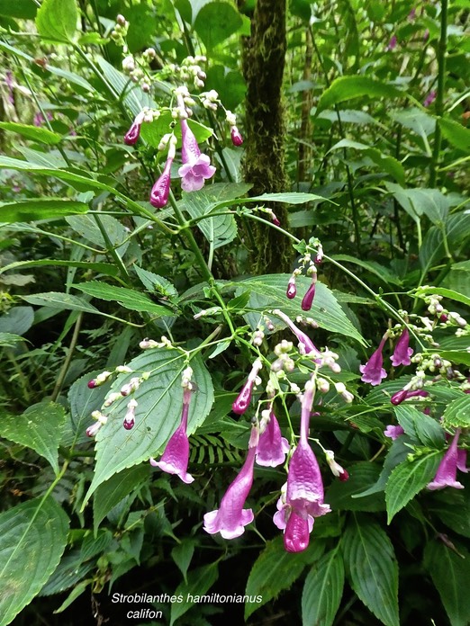 Strobilanthes hamiltonianus .califon .acanthaceae .espèce envahissante .P1750417