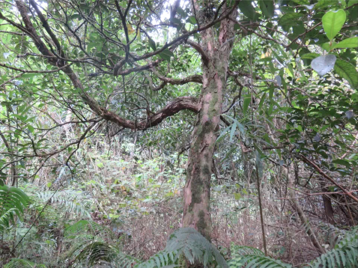 Tronc de Bois de pêche marron