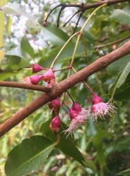 11 ??? Syzygium borbonicum  - Bois de pomme blanc - Myrtaceae  - Indigène