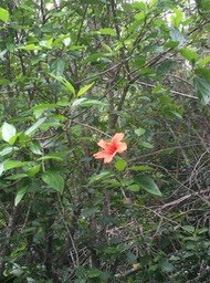 13 Hibiscus boryanus - Foulsapatte - Malvacée- B