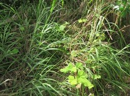 2 Les mouches bleues ont attaqué cette vigne marronne