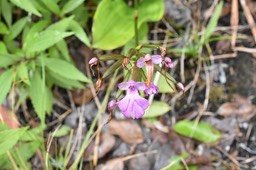 Cynorkis purpurascens - ORCHIDOIDEAE - Indigène Réunion