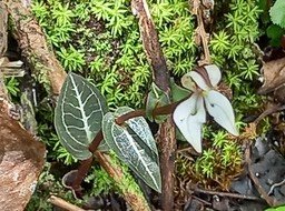 Disperis tripetaloides - ORCHIDOIDEAE - Indigène Réunion - 20210309_115548