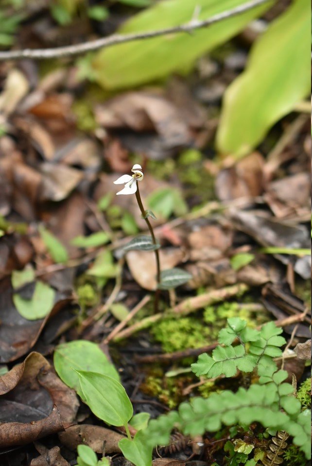 Disperis tripetaloides - ORCHIDOIDEAE - Indigène Réunion - MB2_1389