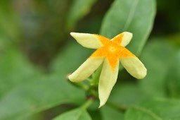 Mussaenda arcuata - Lingue café - RUBIACEAE - Indigène Mascareignes - MB2_1403
