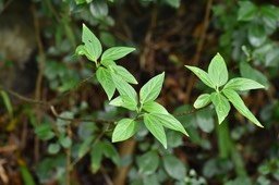 Pouzolzia laevigata - Bois de tension - URTICACEAE - Endémique Réunion, Maurice