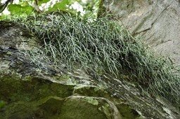 Rhipsalis baccifera - La perle - CACTACEAE - Indigène Réunion