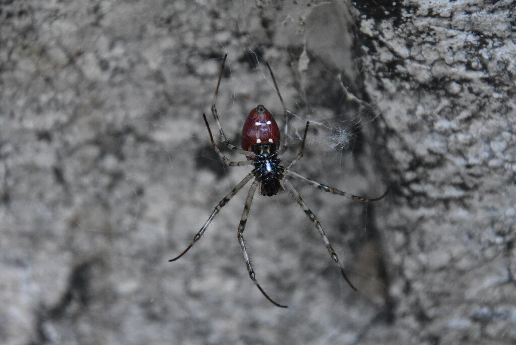 Nephilengys borbonica-Bibe rouge-NEPHILIDAE-Endemique Reunion