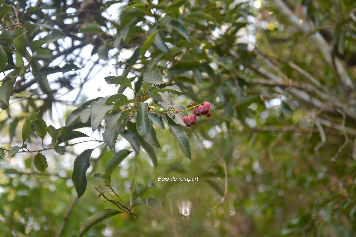 33 Agarista salicifolia Bois de rempart Ericaceae INDIGENE LA REUNION