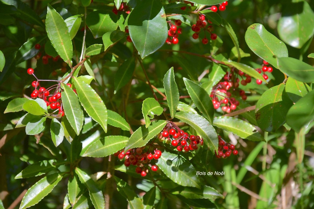 37 Ardisia crenata Bois de Noël AMPHINATURALISE TRES ENVAHISSANT.