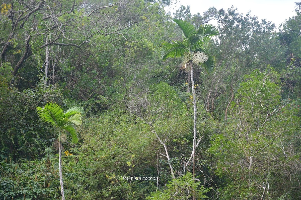55 Hyophorbe commersoniana Palmiste cochon Arecaceae ENDEMIQUE LA REUNION