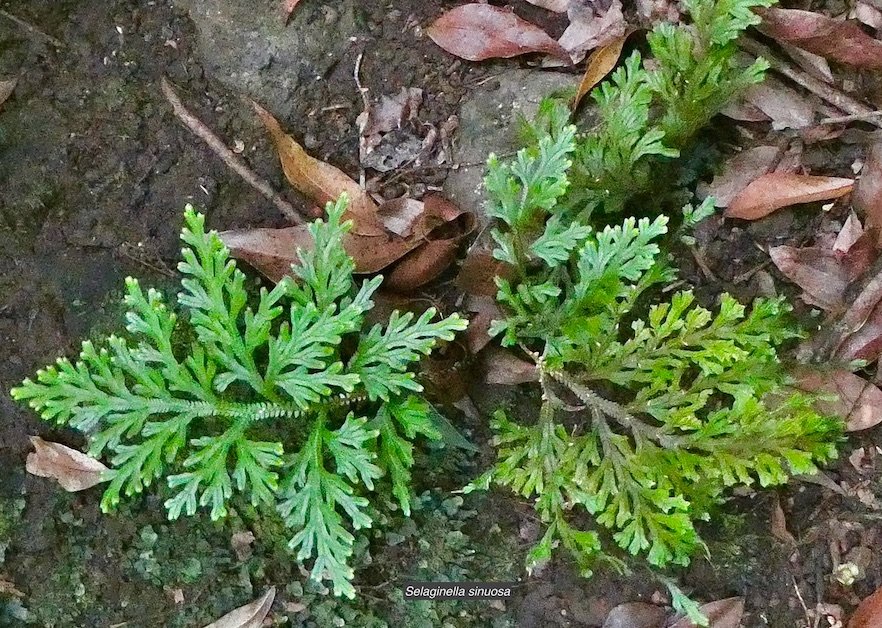 Selaginella sinuosa. selaginellaceae.endémique Réunion.Maurice