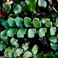 Adiantum rhizophorum Sw.( détail face supérieure d'une fronde )pteridaceae.indigène Réunion. ..jpeg
