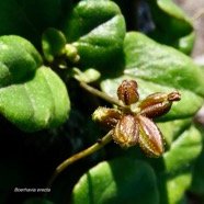 Boerhavia erecta( fruits ) .nyctaginaceae.sténonaturalisé.potentiellement envahissant..jpeg