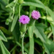 Emilia sonchifolia.petit lastron. ( fleurs ) ..asteraceae.amphinaturalisé..jpeg
