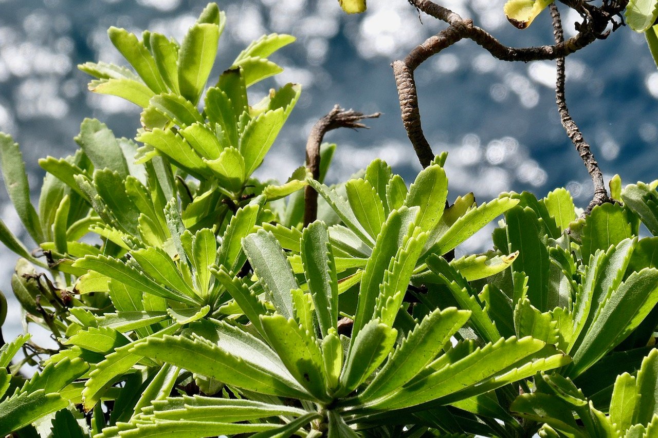 Psiadia retusa. la salière. la saliette.( sur un rocher au dessus de l'ocean )  asteraceae. endémique Réunion..jpeg