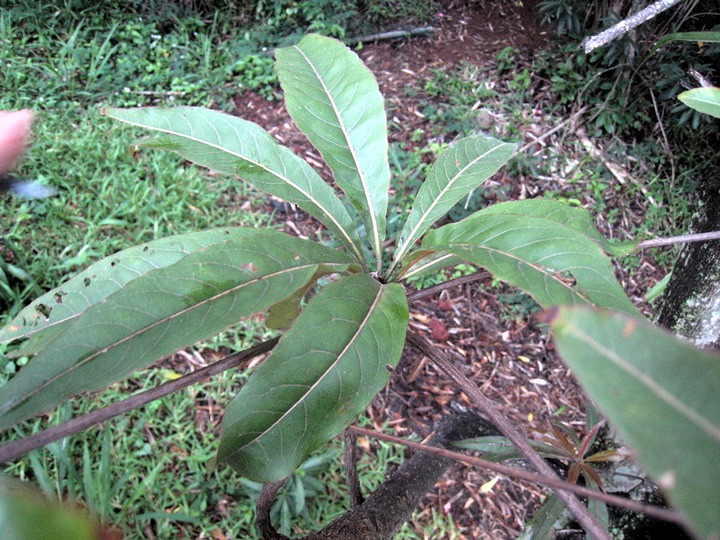 08 Terminalia bentzo, benjoin IMG 0088