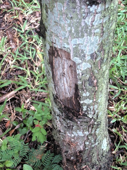 10 Terminalia bentzo, benjoin tronc IMG 0089