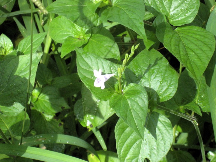 11 2 Asystasia gangetica,  herbe de rail , fleur IMG 0137