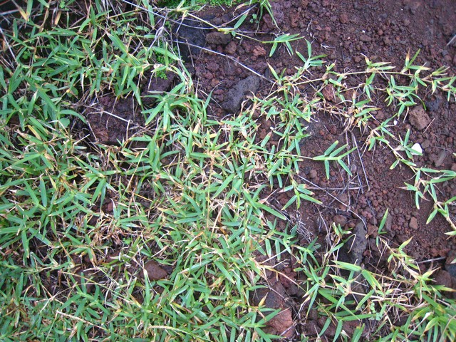 14 Stenotaphrum dimidiatum, tranasse IMG 0099