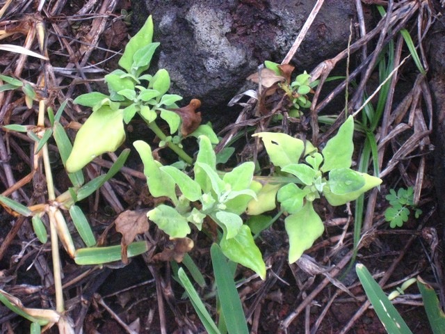 15 Tetragonia tetragonoides, pinard  IMG 0100