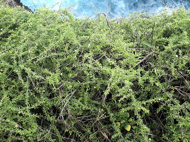 18 3 Lycium masvarenens, souveraine IMG 0123