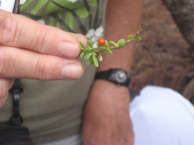 18 4 Lycium masvarenens, fruit de la souveraine IMG 0126