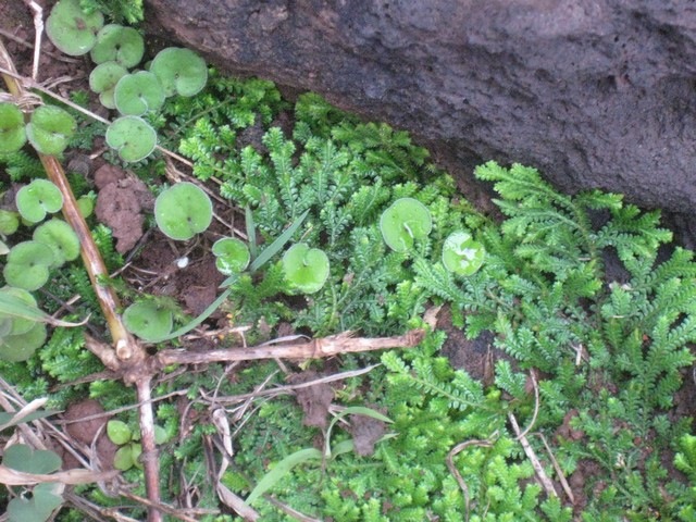 19 Dichondra repens et selaginella salaziana IMG 0105