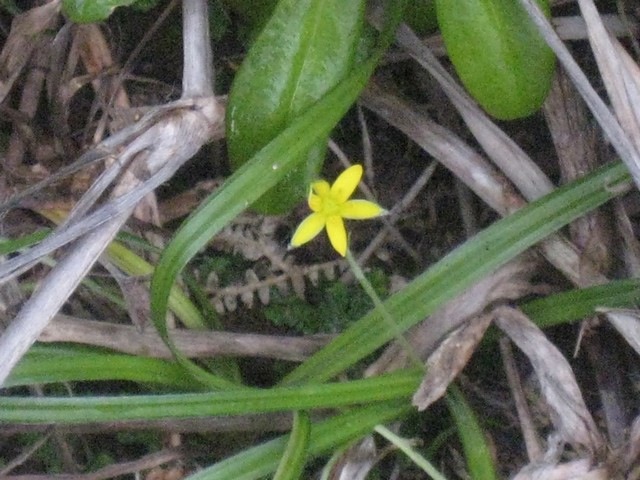 21 hypoxis IMG 0108