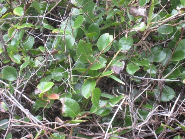 22 1 Flacourtia indica,  prunier  malgache et pines IMG 0110